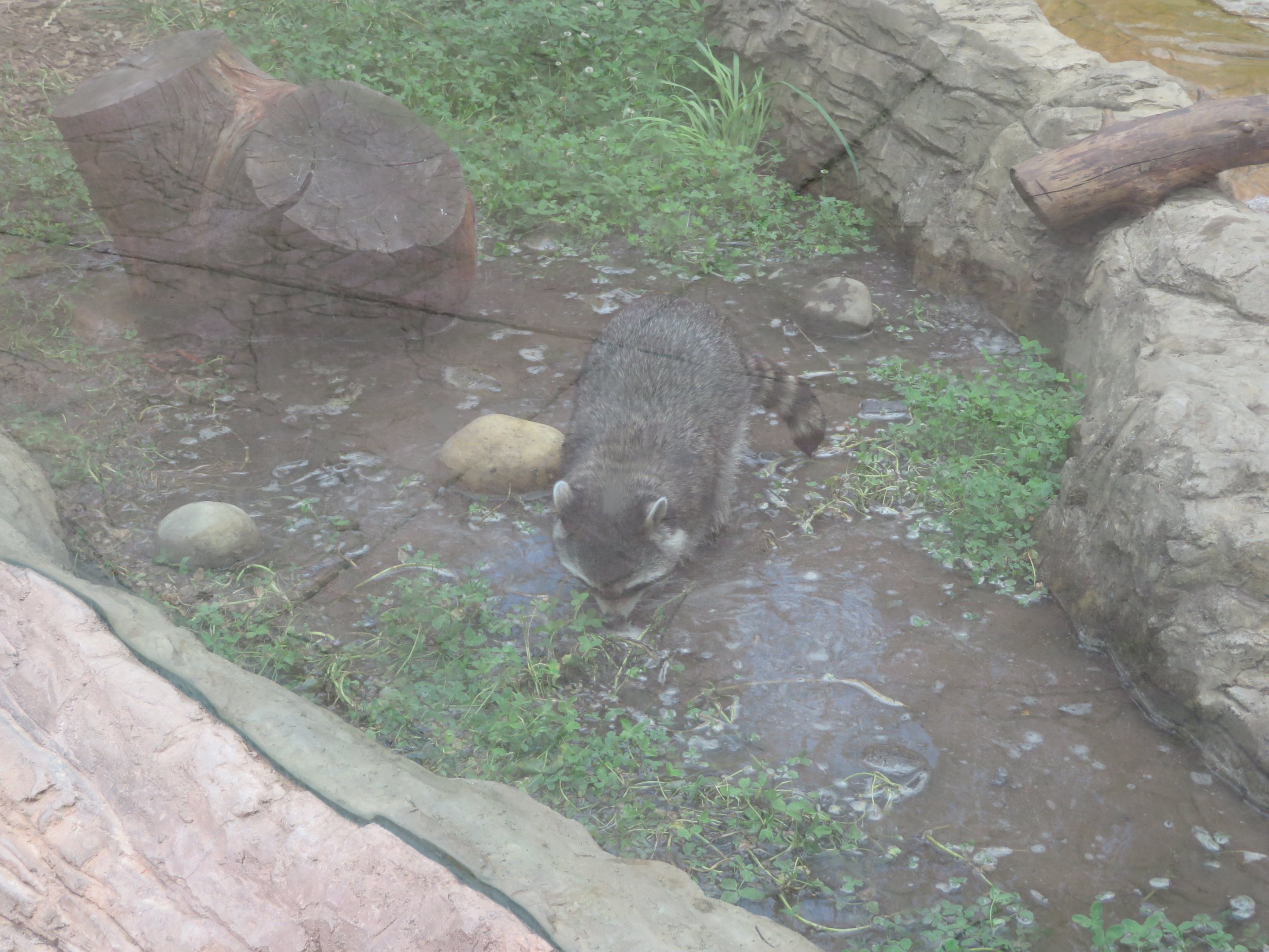 Raccoon in its Stream