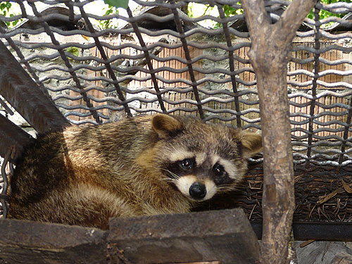 Raccoon in Kishinev Zoo