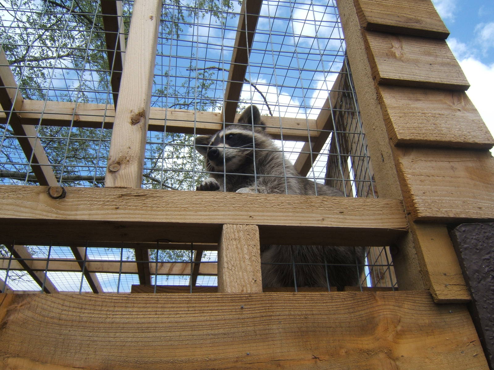 Raccoon in new enclosure