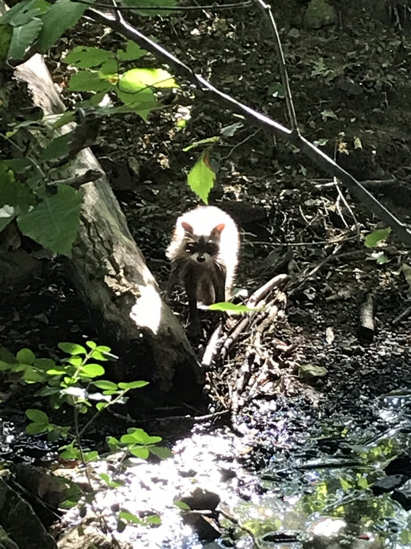 Raccoon in North Carolina