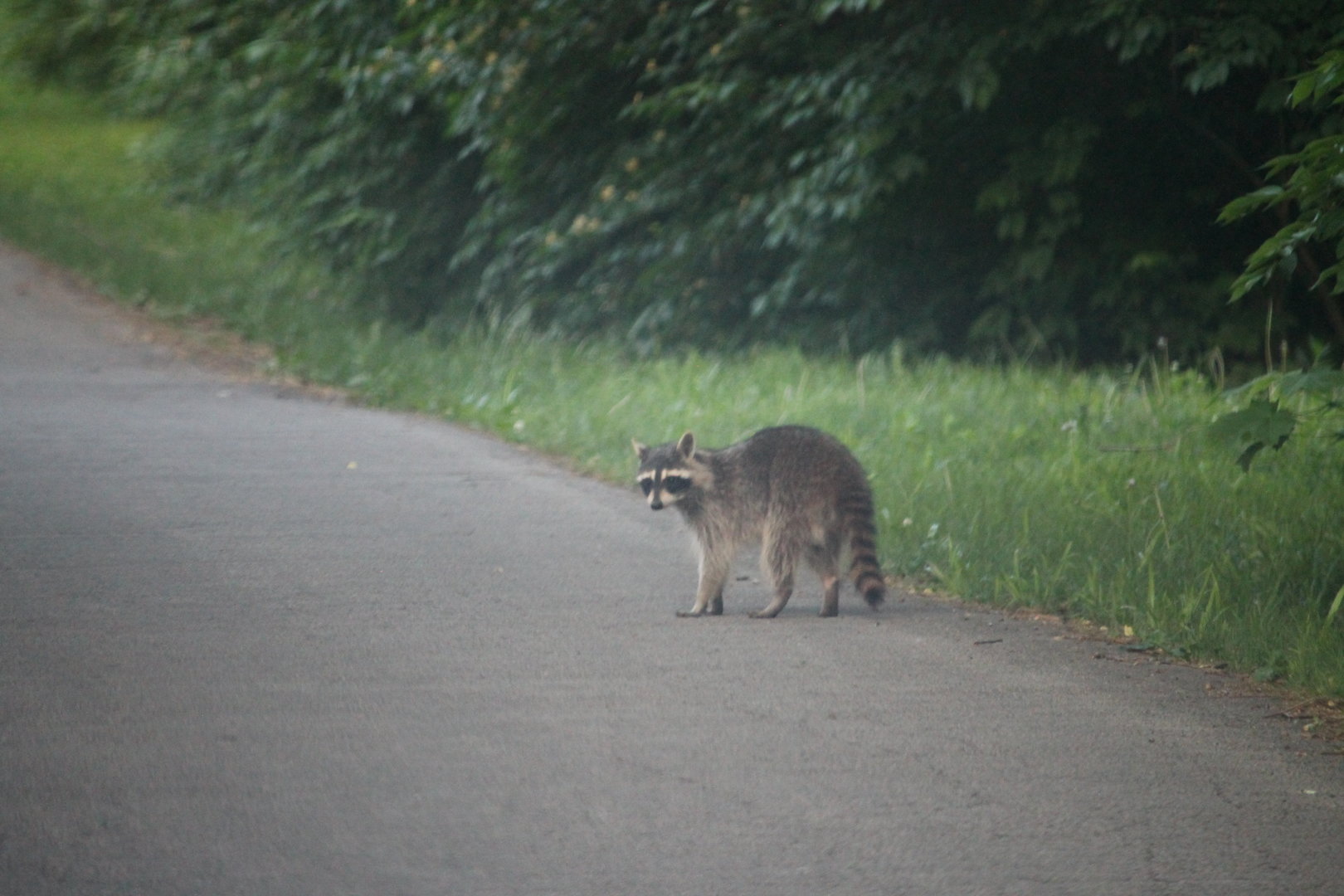 Raccoon in the road