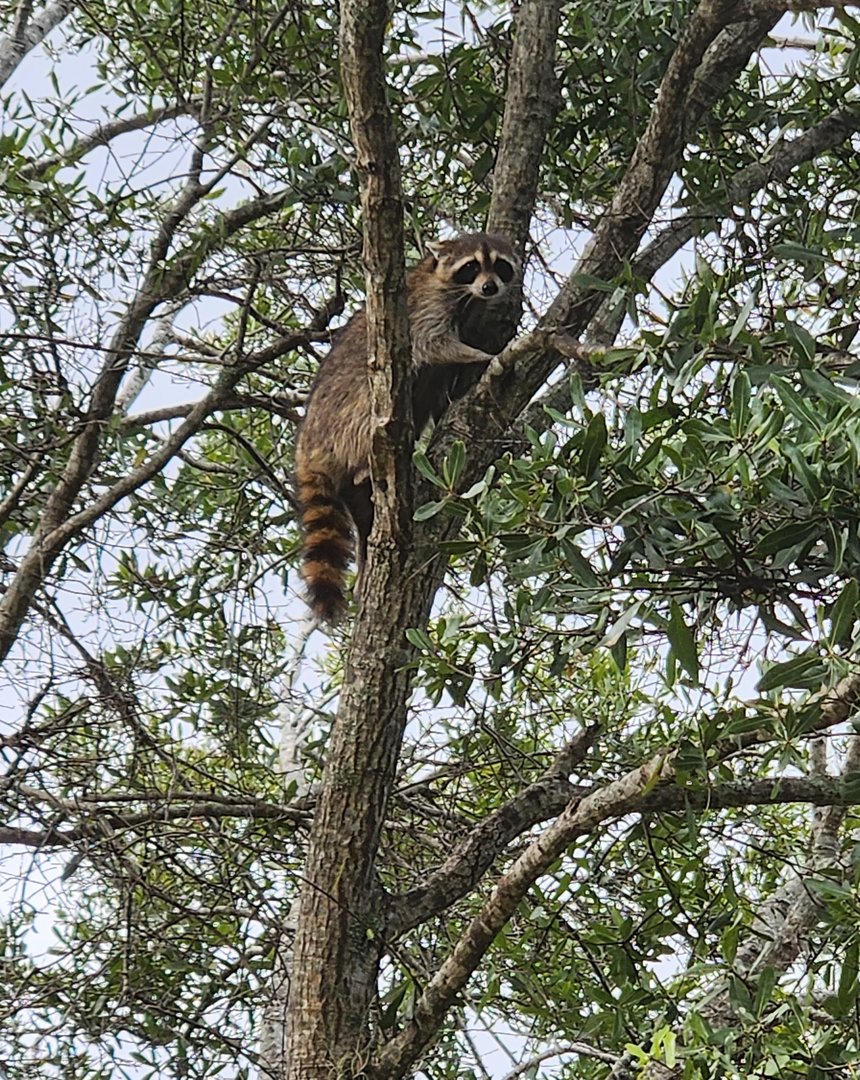 Raccoon in tree