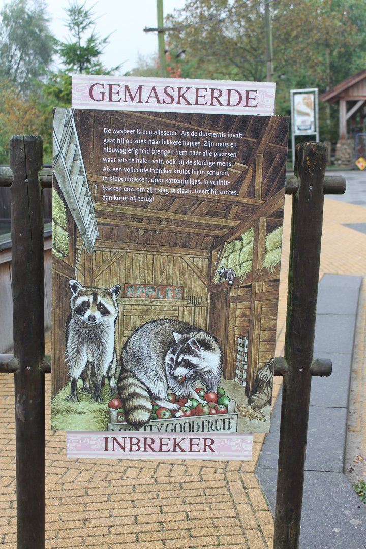 Raccoon-info-sign