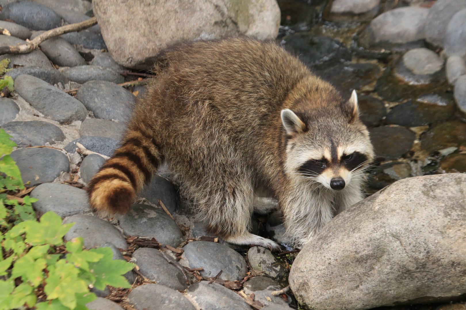 Raccoon (July 2019)