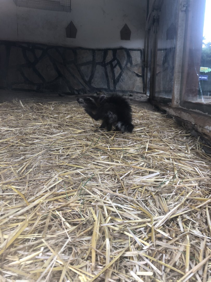 Raccoon kit at Park of Istanbul