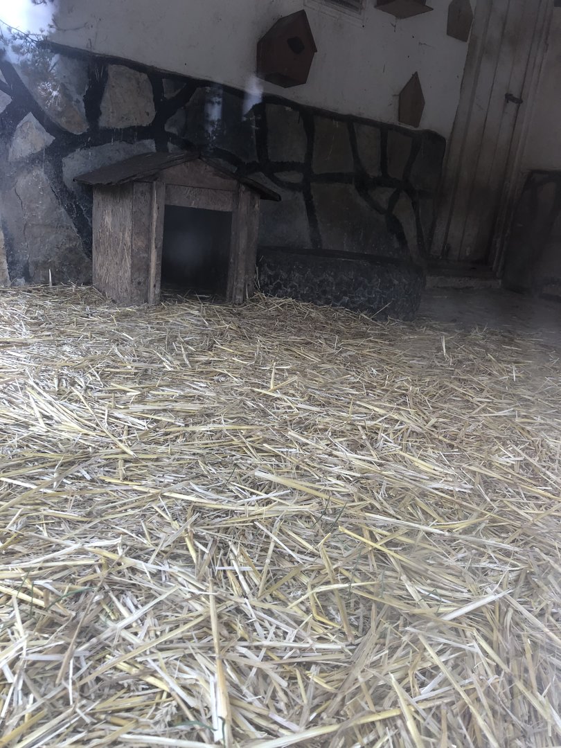 Raccoon kit’s Enclosure at Park of Istanbul