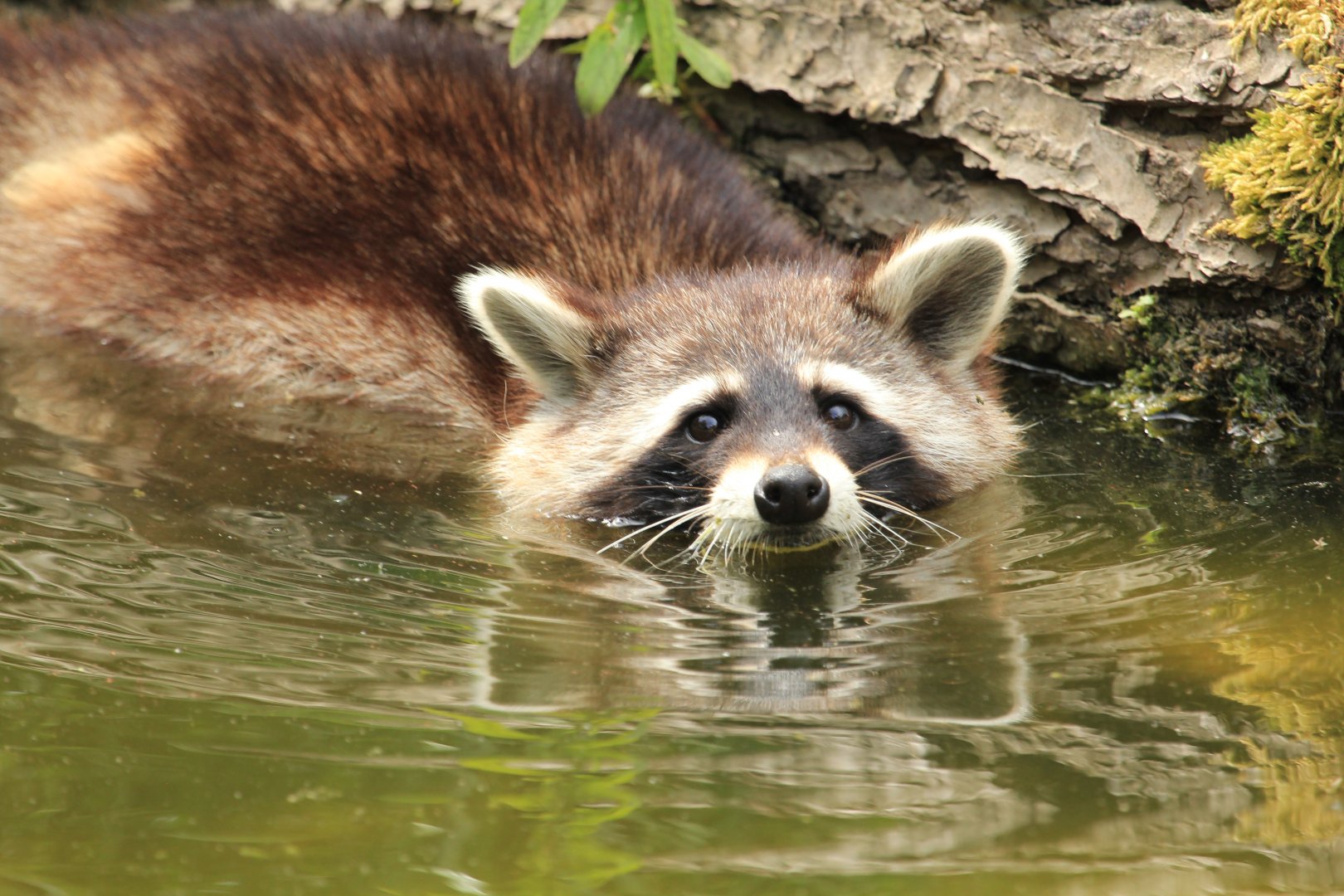 Raccoon (May 2018)