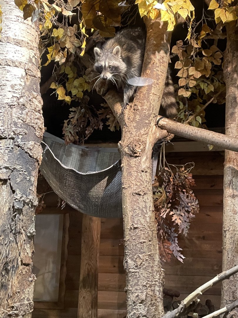 Raccoon - Minnesota Zoo, 3/13/25