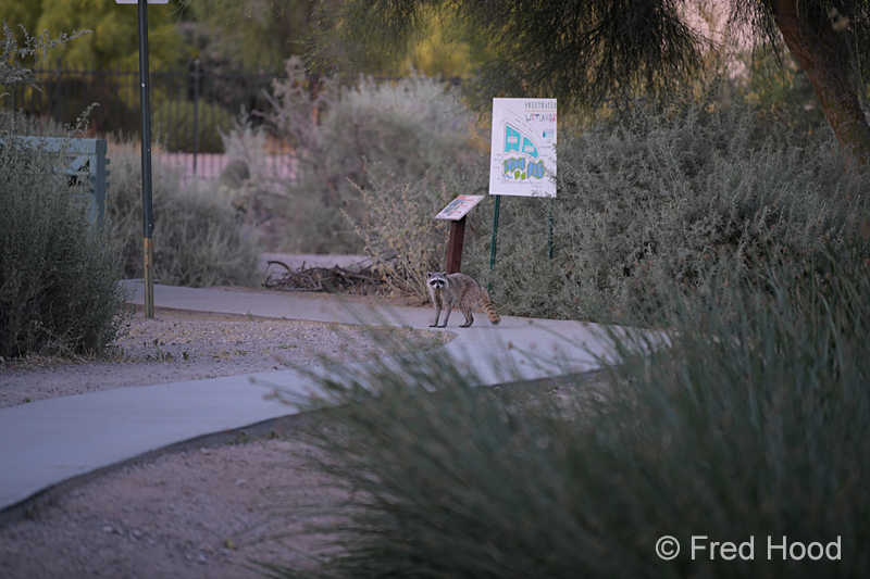 raccoon near entrance