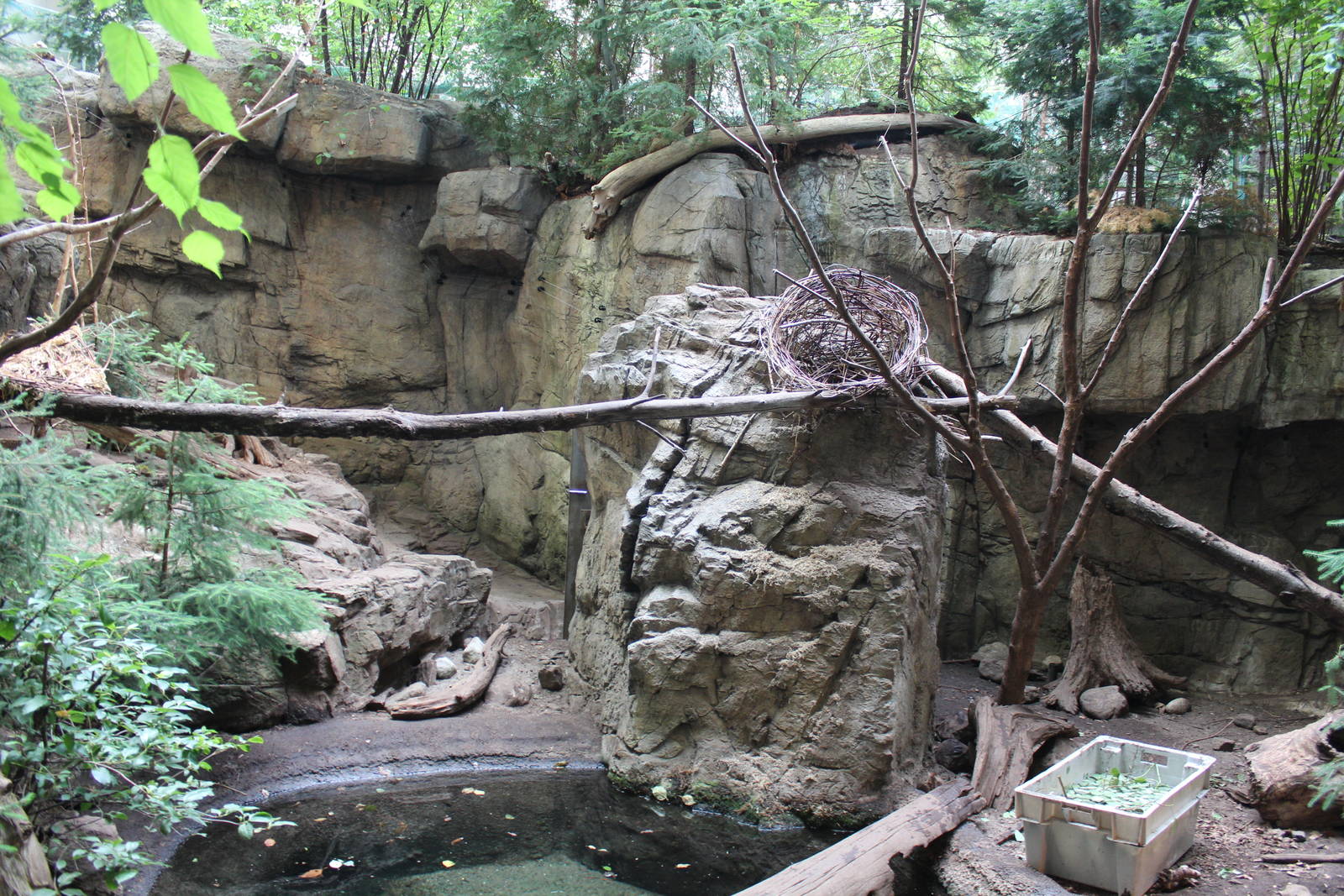 Raccoon & North American Porcupine Enclosure, Canadian Maple Forest Hal