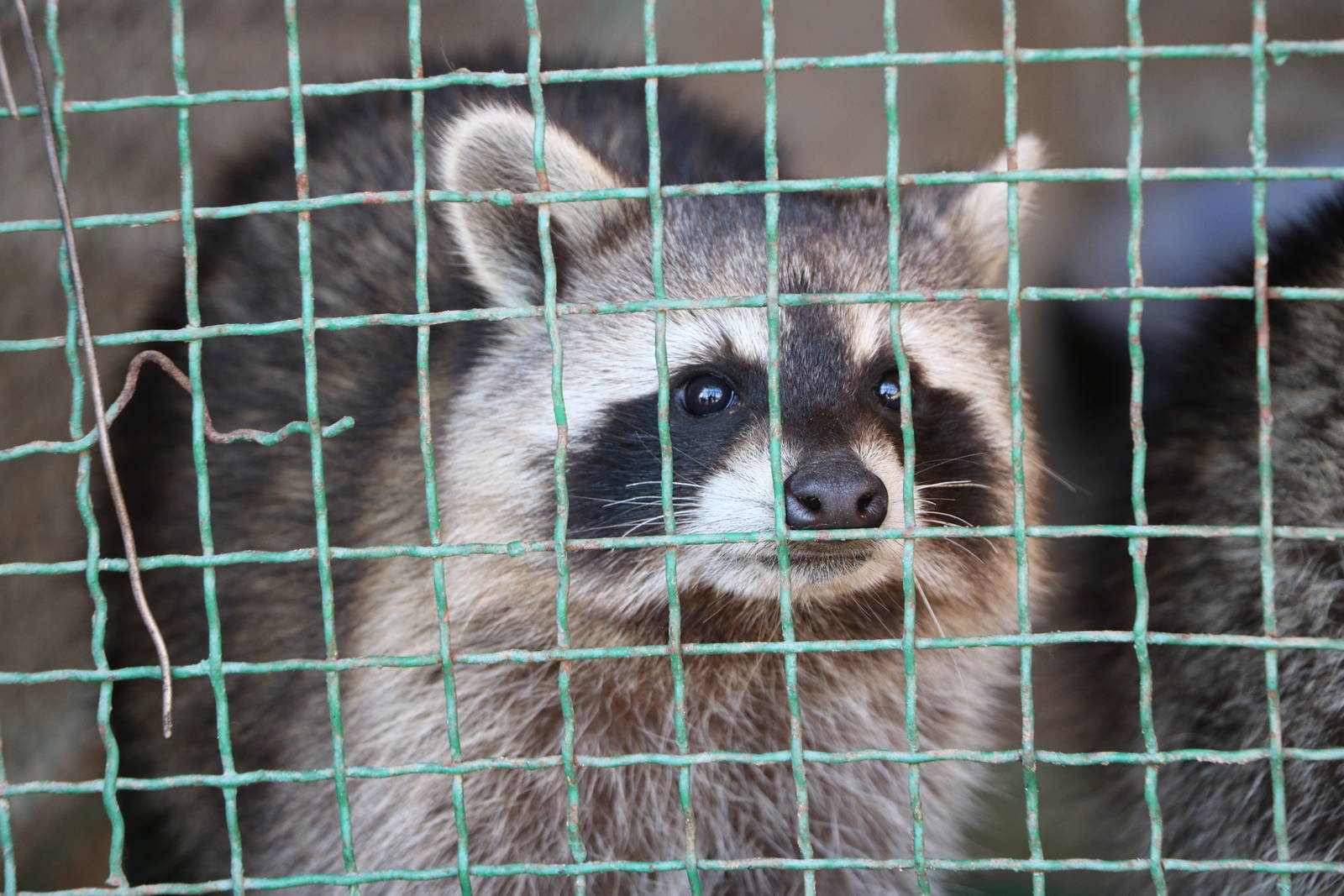 Raccoon, October 2015