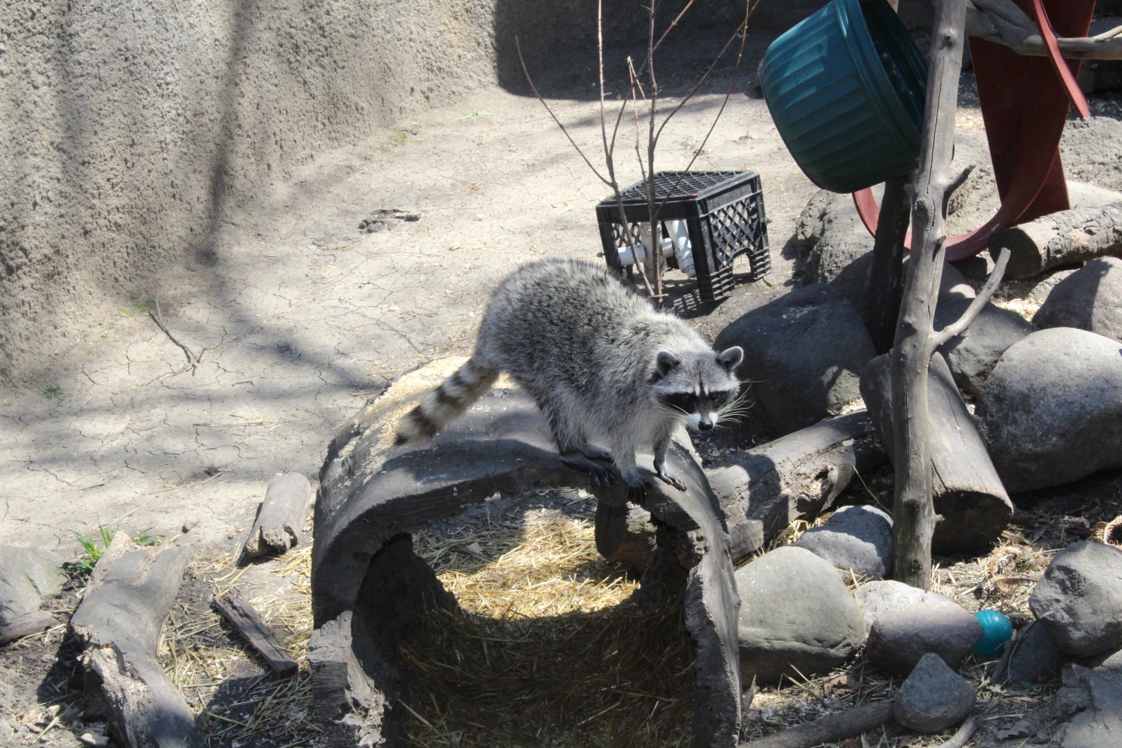 Raccoon on a Log - Wilds of Illinois
