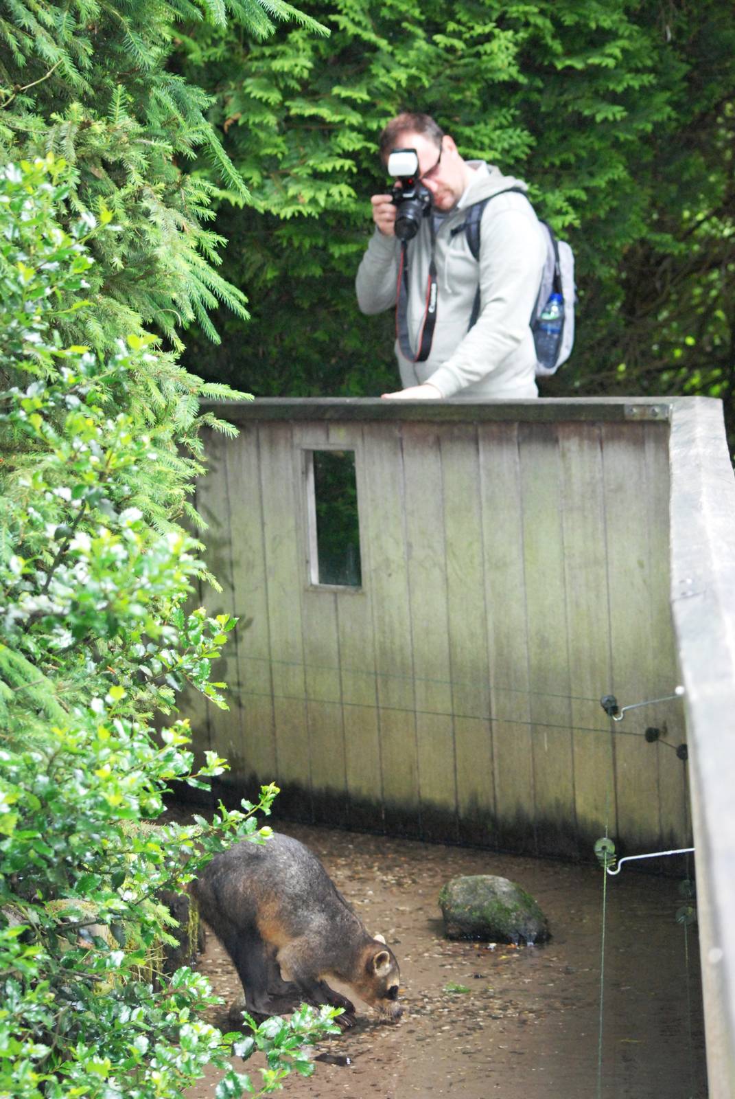 Raccoon Photography at Wissel Zoo, Epe, 01/06/12