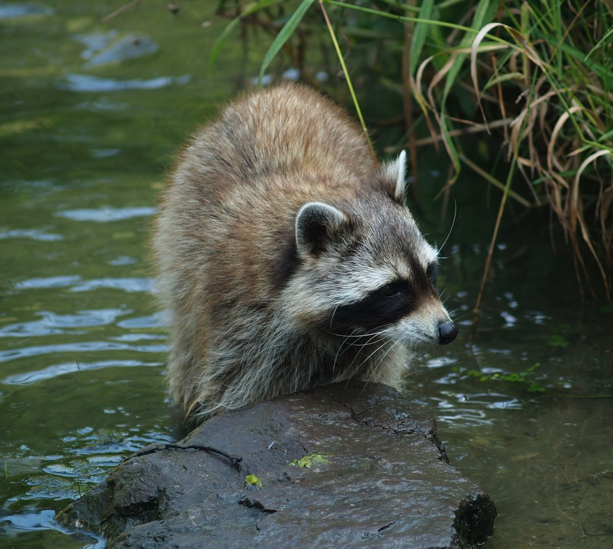 Raccoon (Procyon lotor), 2007-07-15