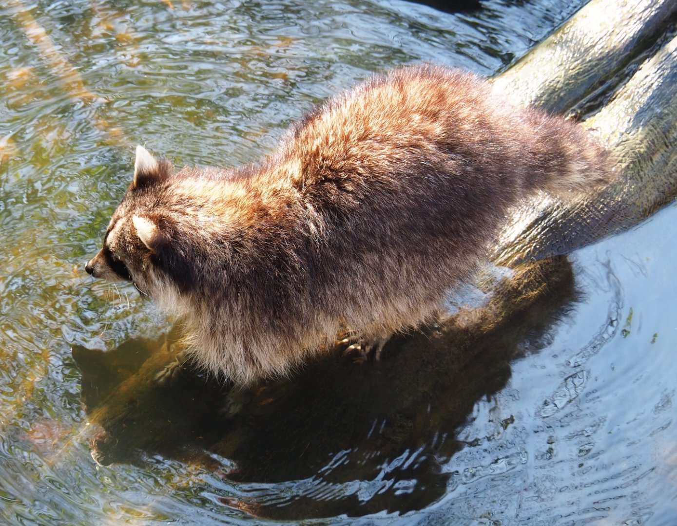 Raccoon (Procyon lotor), 2019-03-30