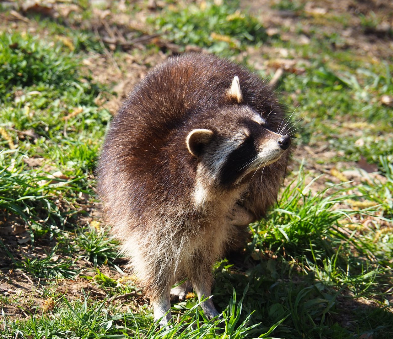 Raccoon (Procyon lotor), 2019-03-30