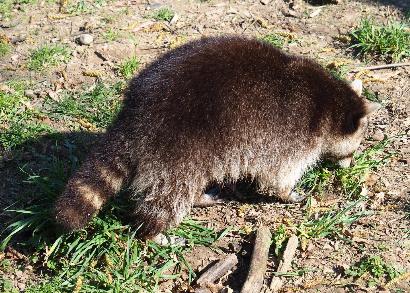 Raccoon (Procyon lotor), 2019-03-30