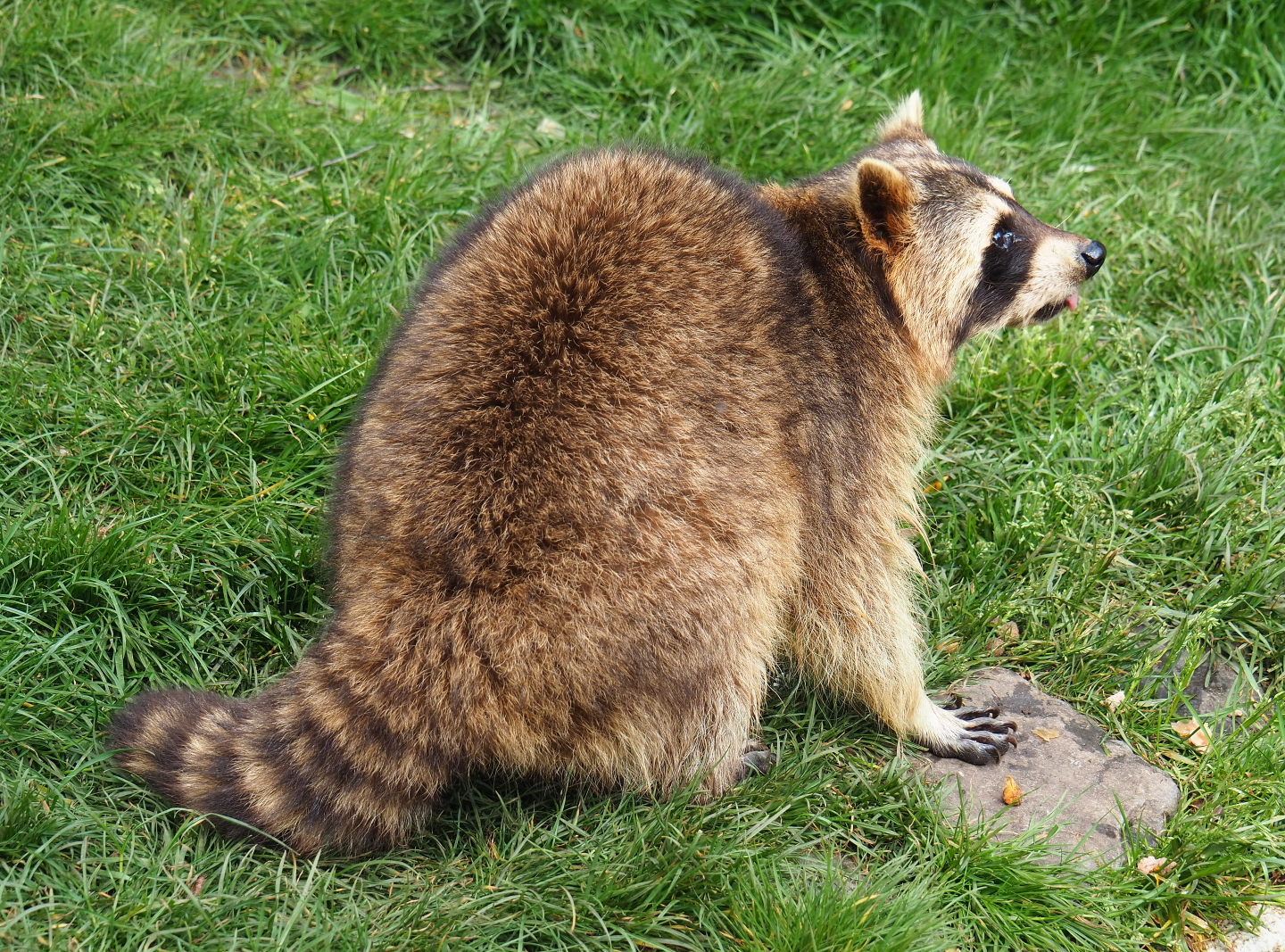 Raccoon (Procyon lotor), 2019-05-25