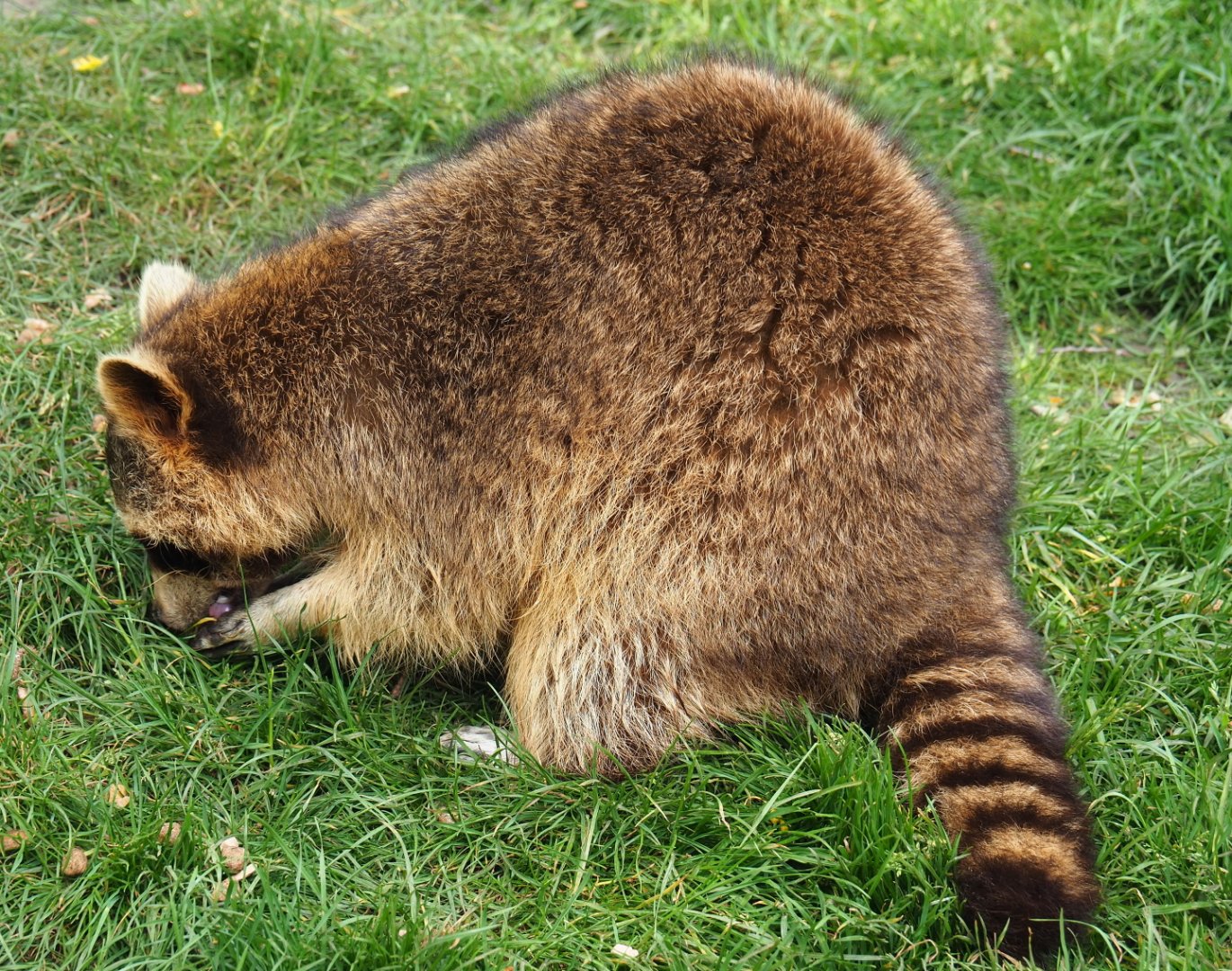 Raccoon (Procyon lotor), 2019-05-25