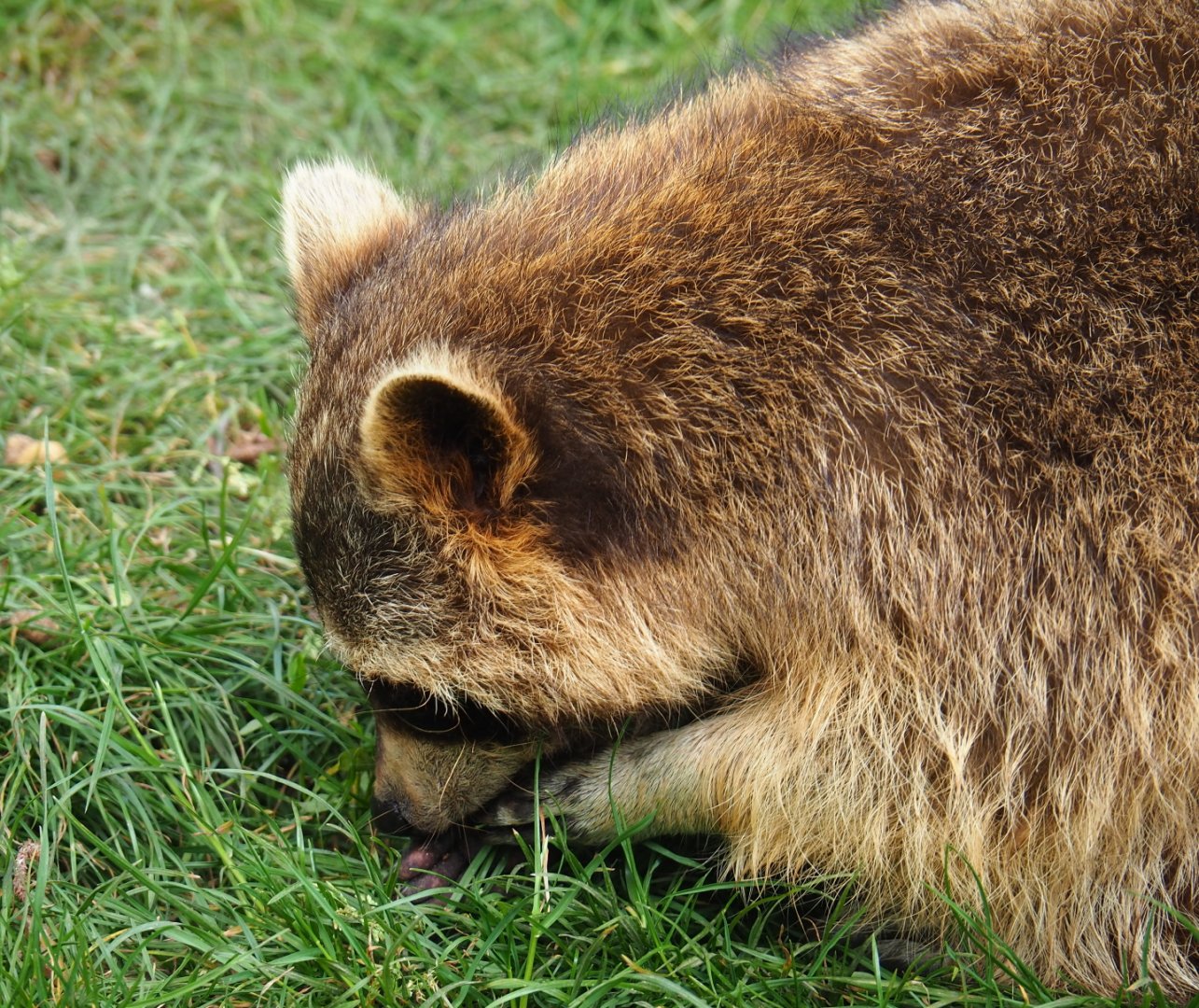 Raccoon (Procyon lotor), 2019-05-25