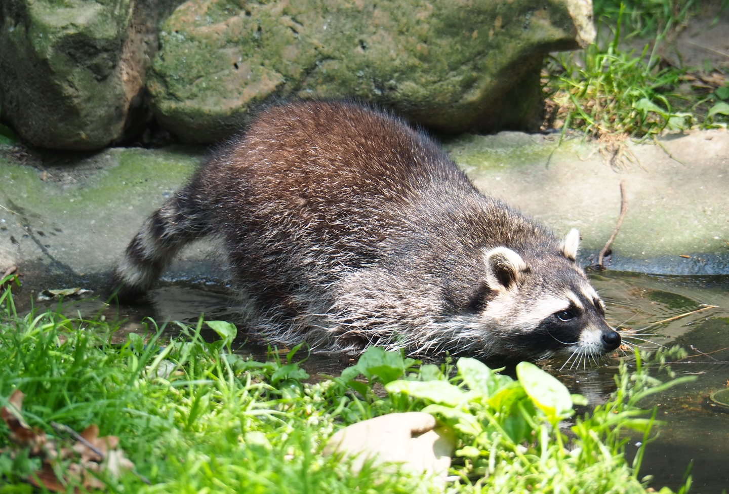Raccoon (Procyon lotor), 2019-06-26