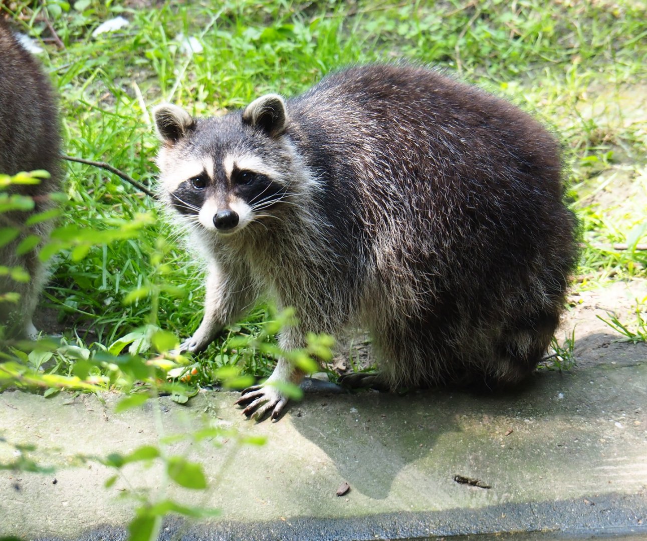 Raccoon (Procyon lotor), 2019-06-26