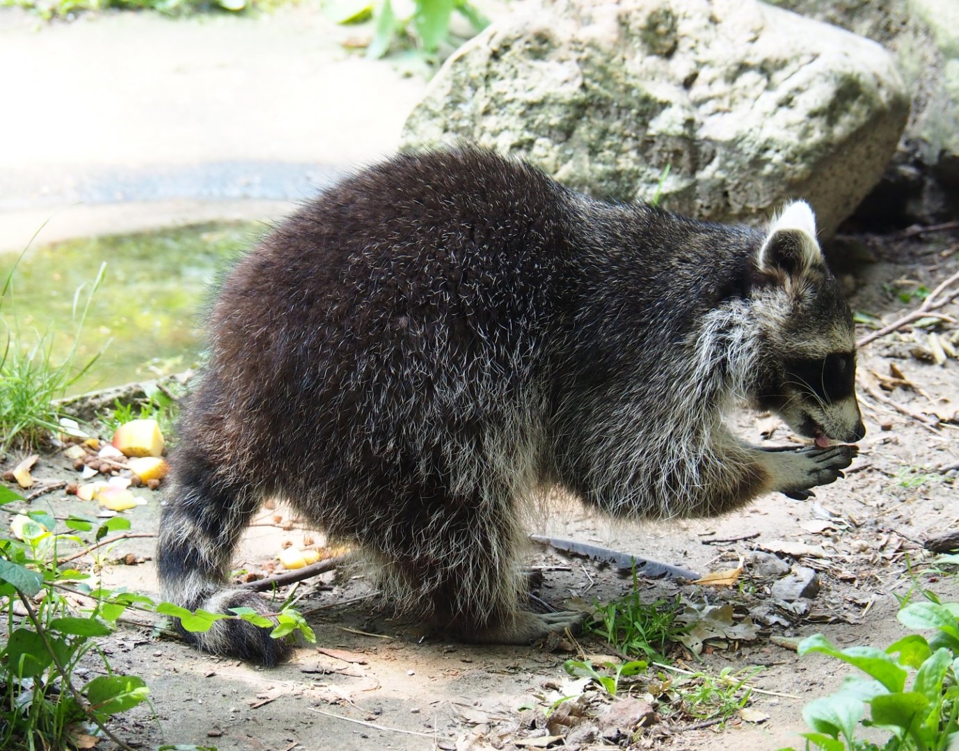 Raccoon (Procyon lotor), 2019-06-26
