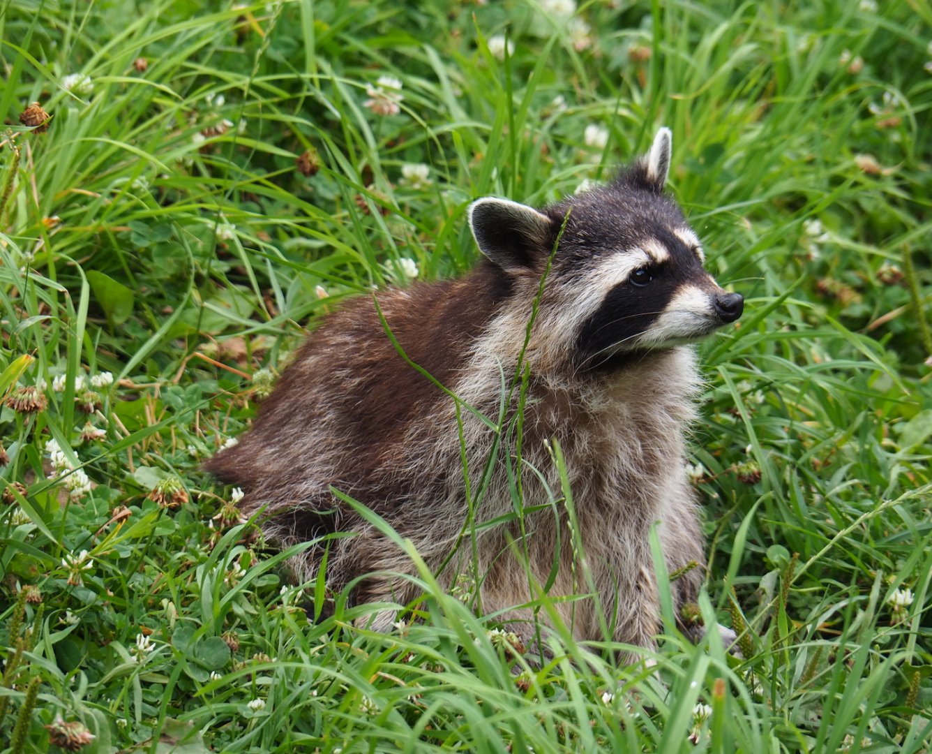 Raccoon (Procyon lotor), 2019-07-21