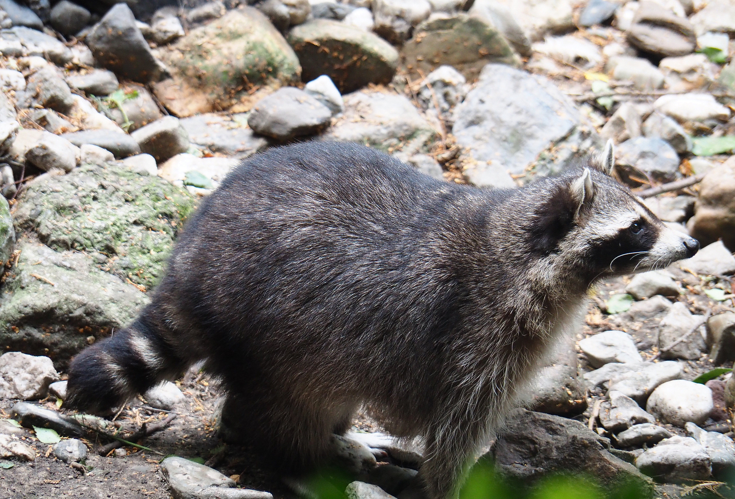 Raccoon (Procyon lotor), 2019-08-11