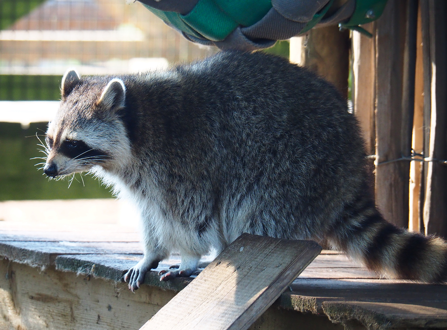 Raccoon (Procyon lotor), 2020-09-02