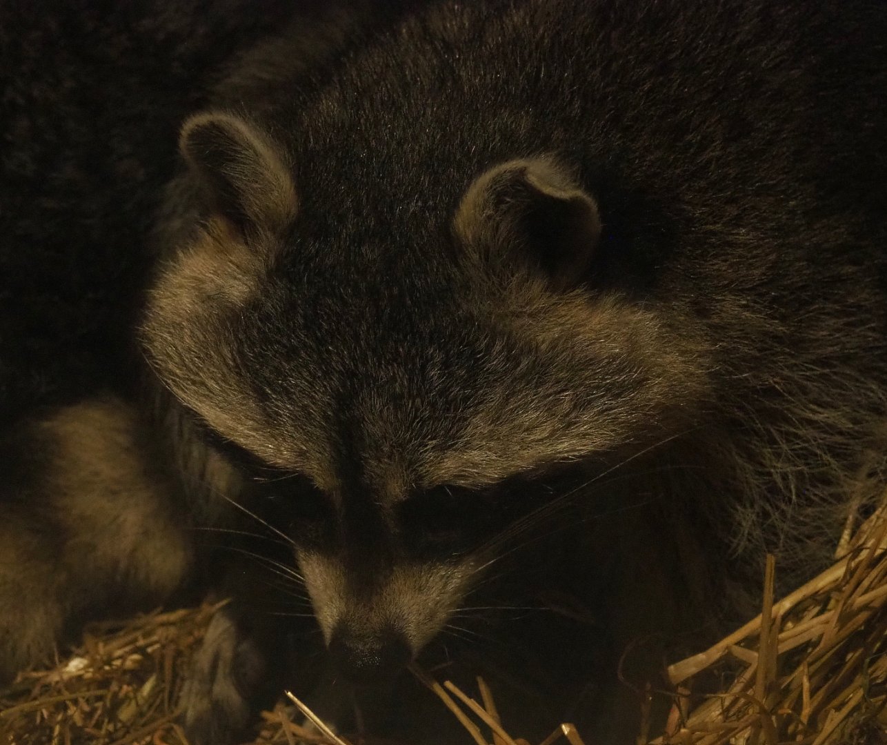 Raccoon (Procyon lotor), 2020-09-16