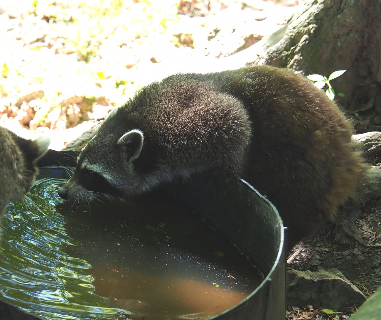 Raccoon (Procyon lotor), 2021-05-29