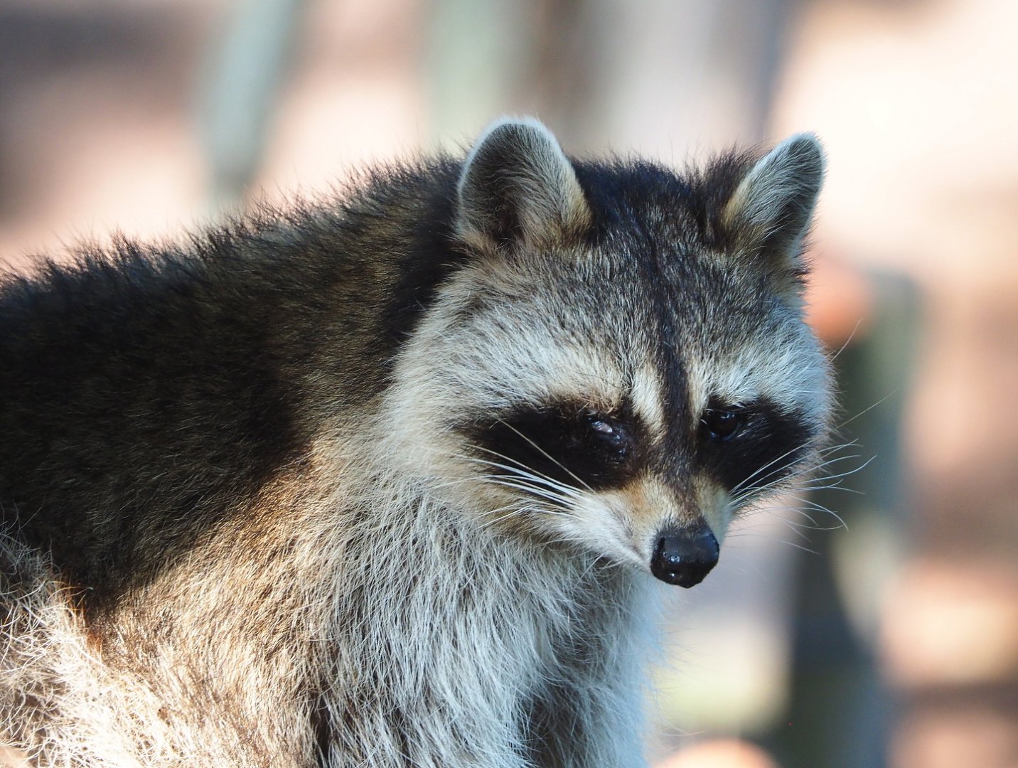 Raccoon (Procyon lotor), 2021-09-02