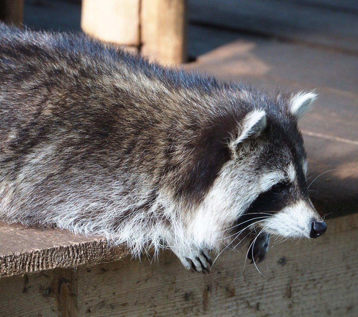 Raccoon (Procyon lotor), 2021-09-02