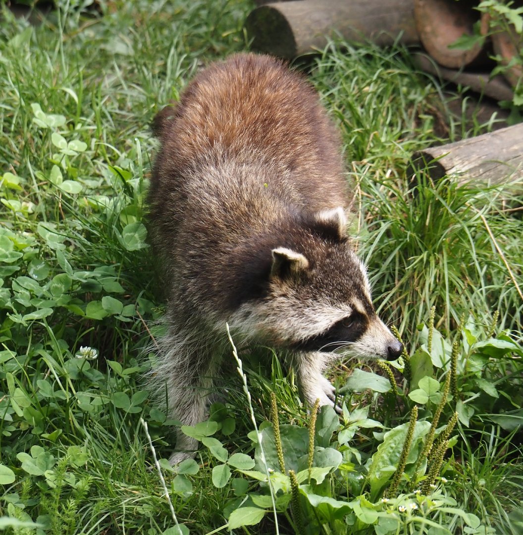 Raccoon (Procyon lotor), 2024-08-05