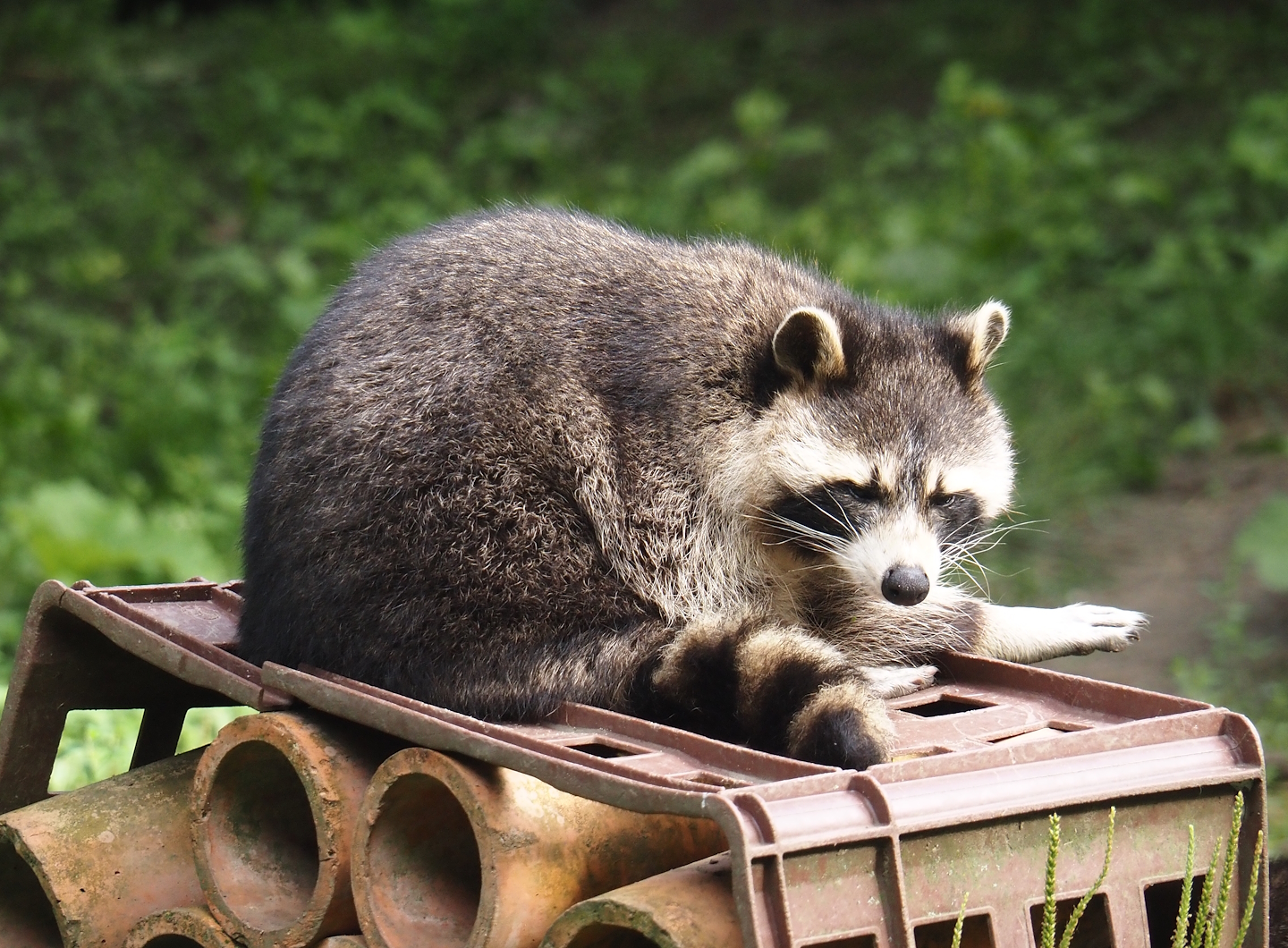 Raccoon (Procyon lotor), 2024-08-05