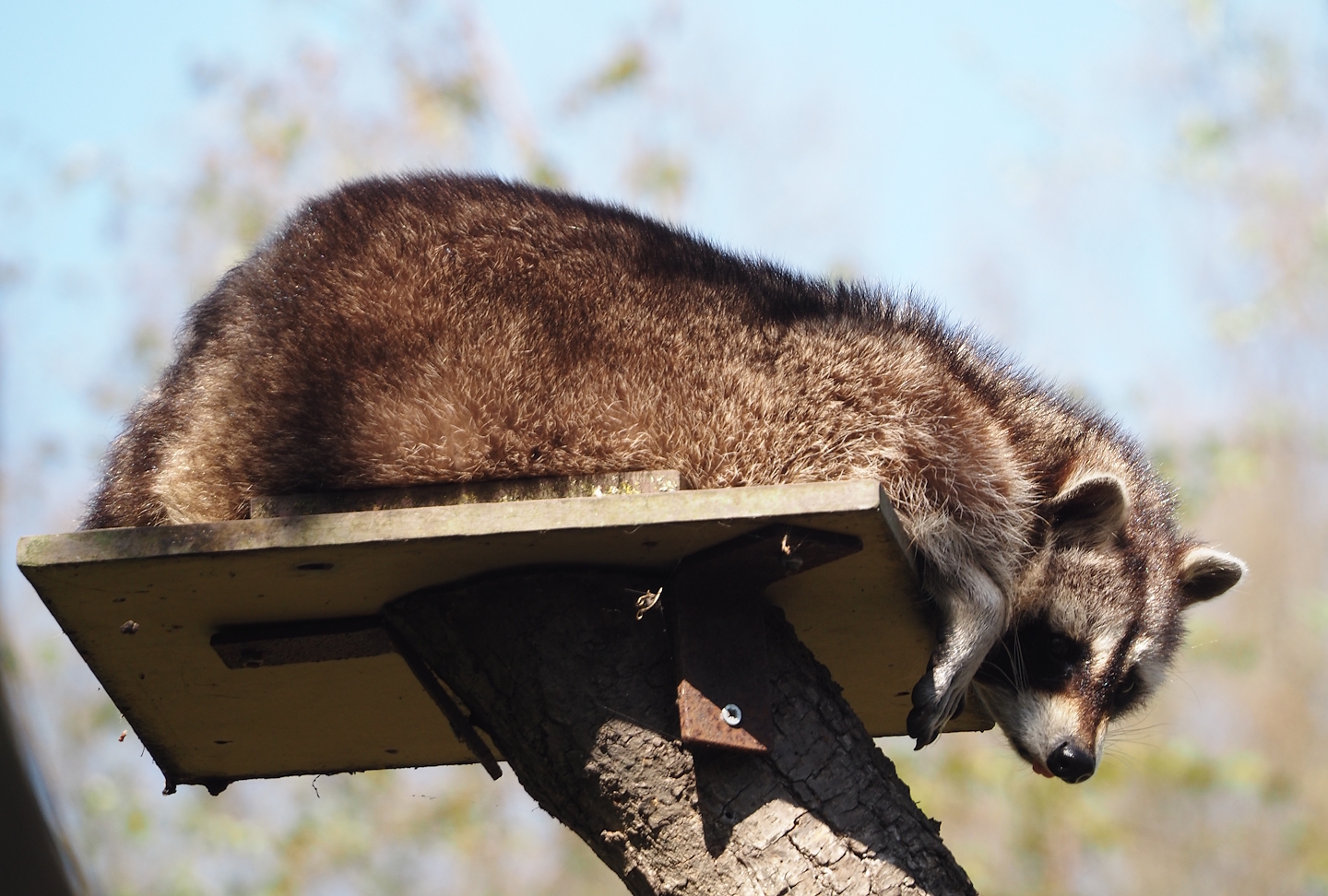 Raccoon (Procyon lotor), 2025-04-12