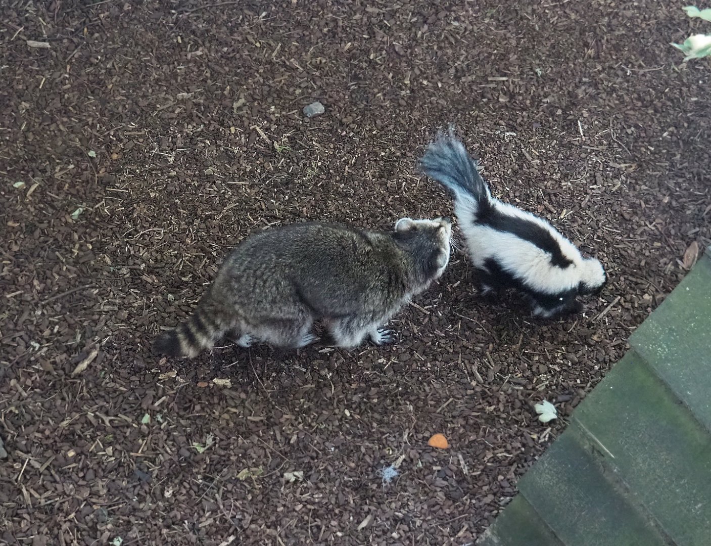 Raccoon (Procyon lotor) and Striped skunk (Mephitis mephitis), 2020-09-02