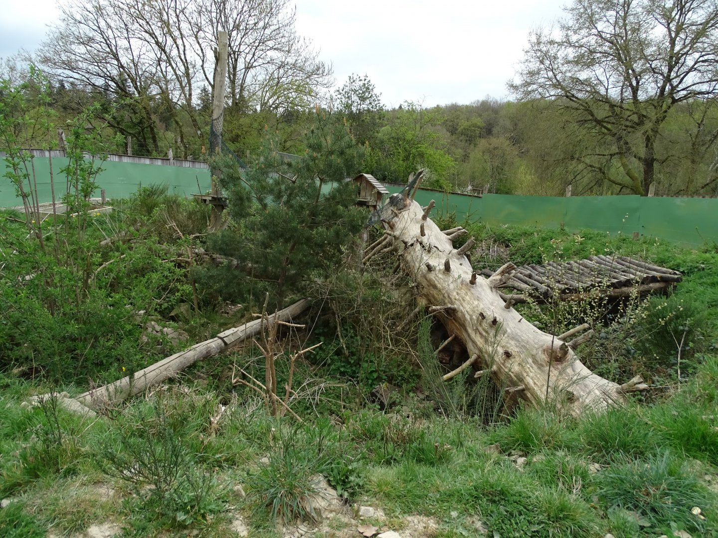 Raccoon (Procyon lotor) exhibit - Parc animalier d'Ecouves