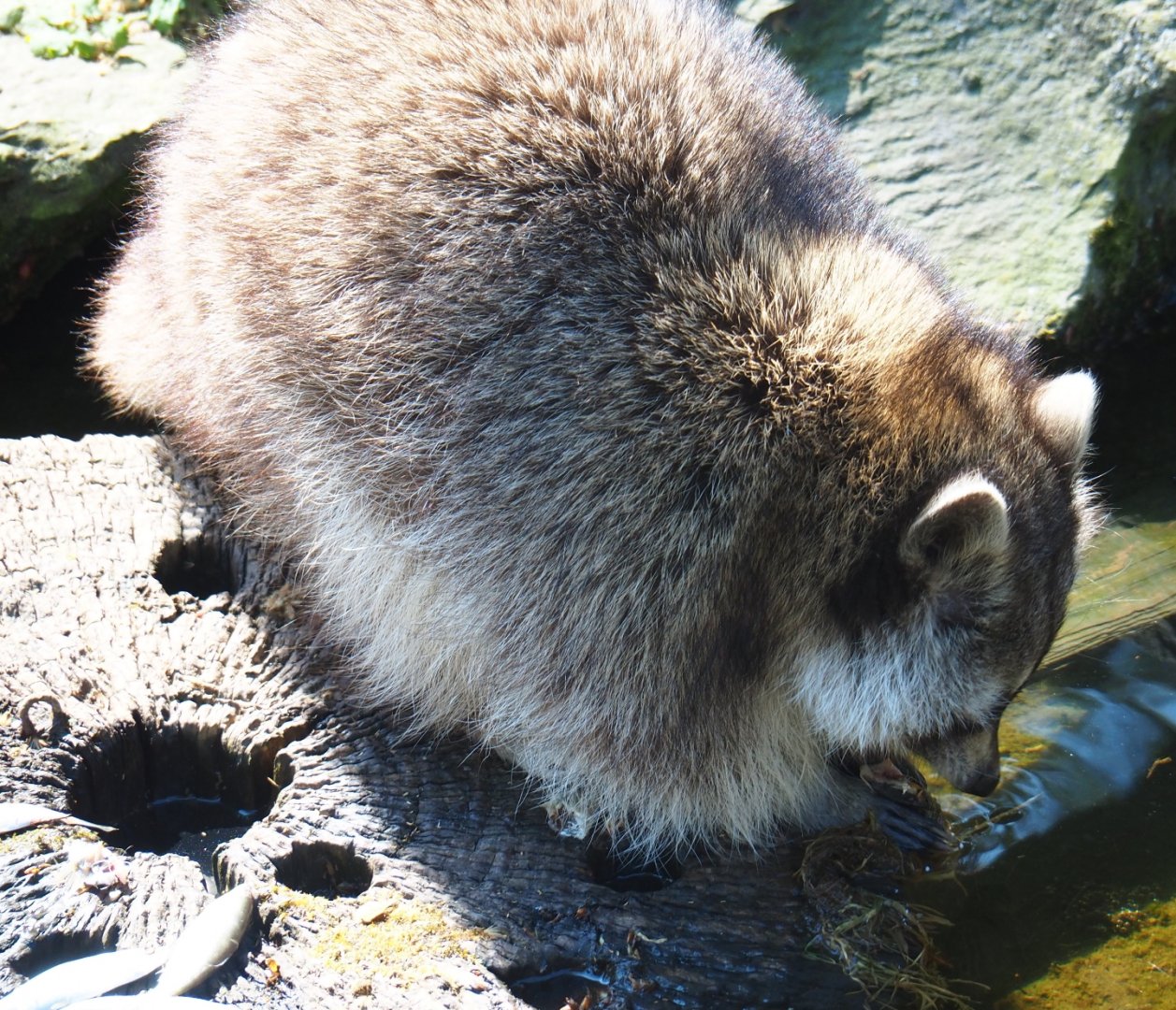 Raccoon (Procyon lotor) feeding on small fish, 2019-04-20
