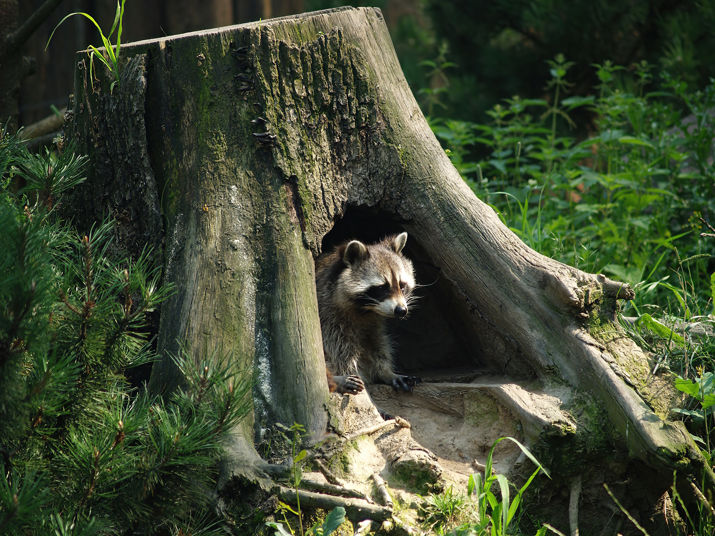Raccoon (Procyon lotor) in a tree stump, 2007-07-15