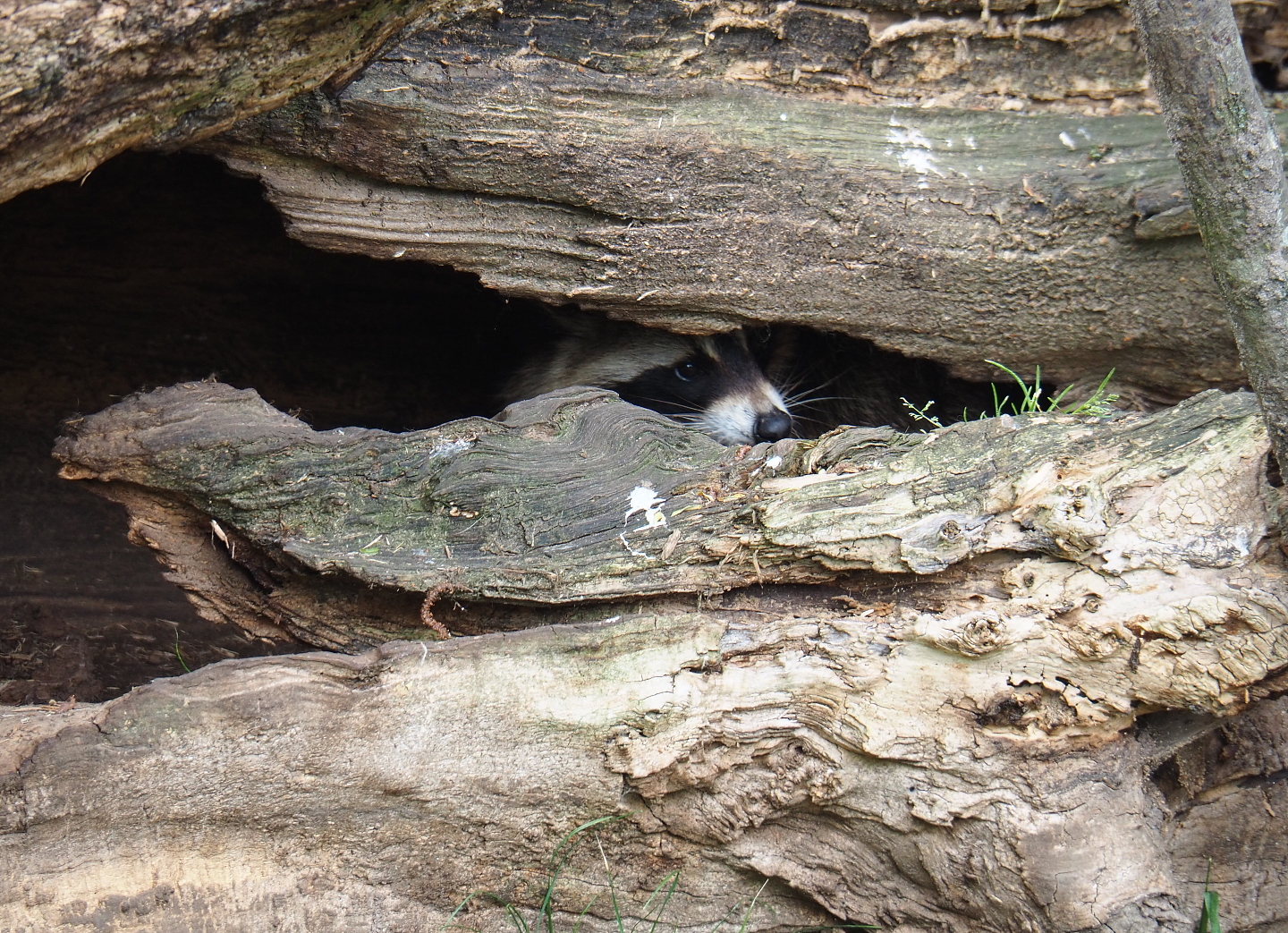 Raccoon (Procyon lotor) inside big tree trunk, 2019-05-25