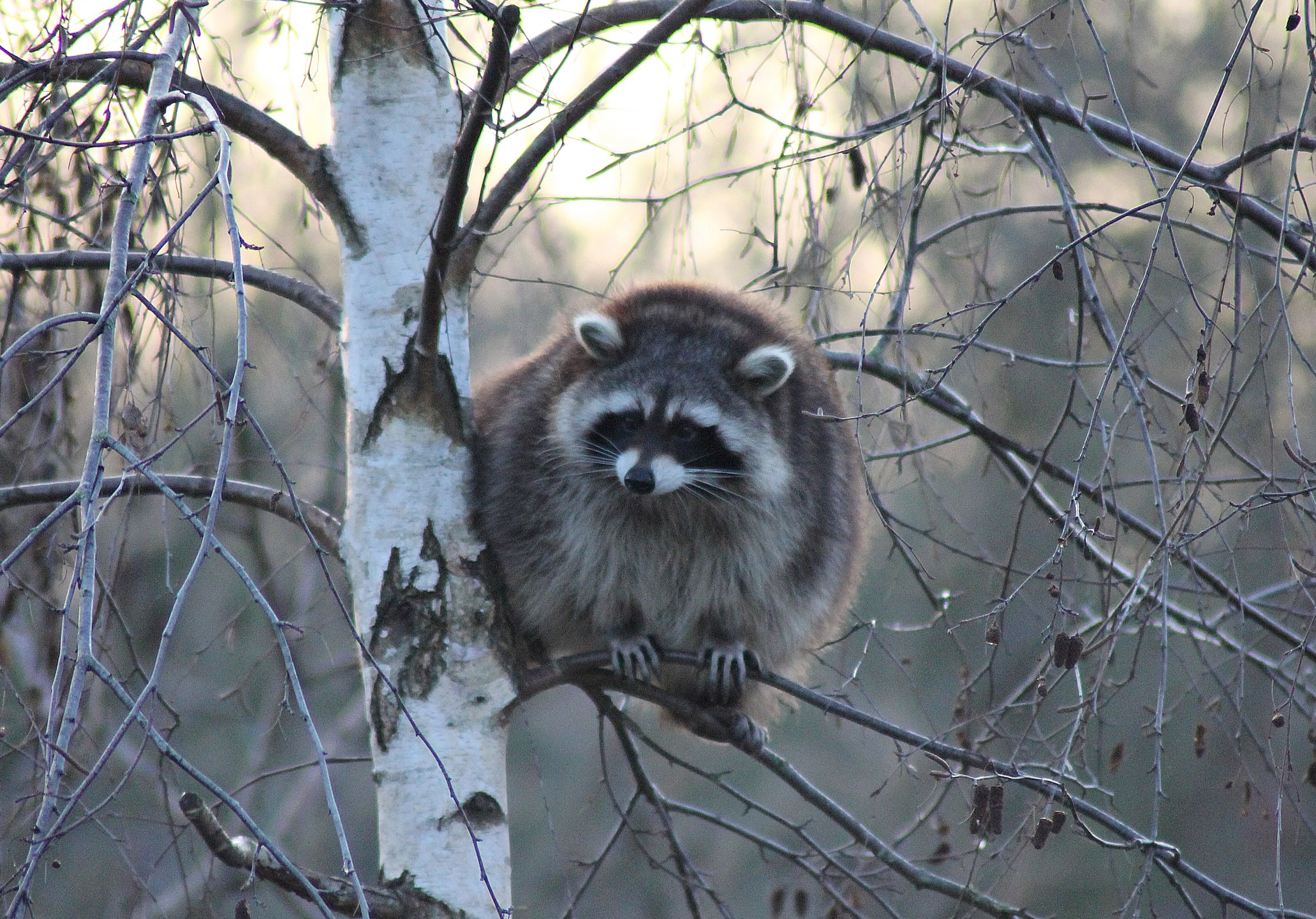 Raccoon (Procyon lotor) - "Yukon Bay"
