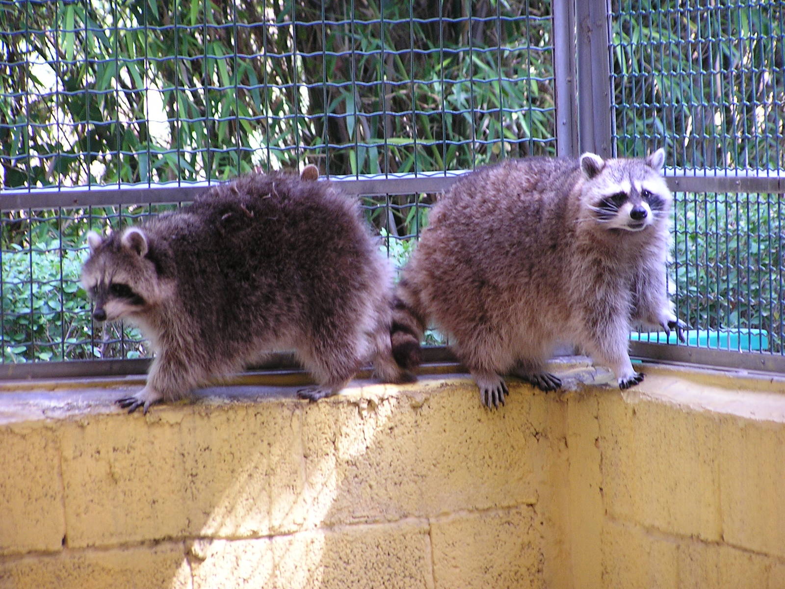 Raccoon/ Procyon lotor