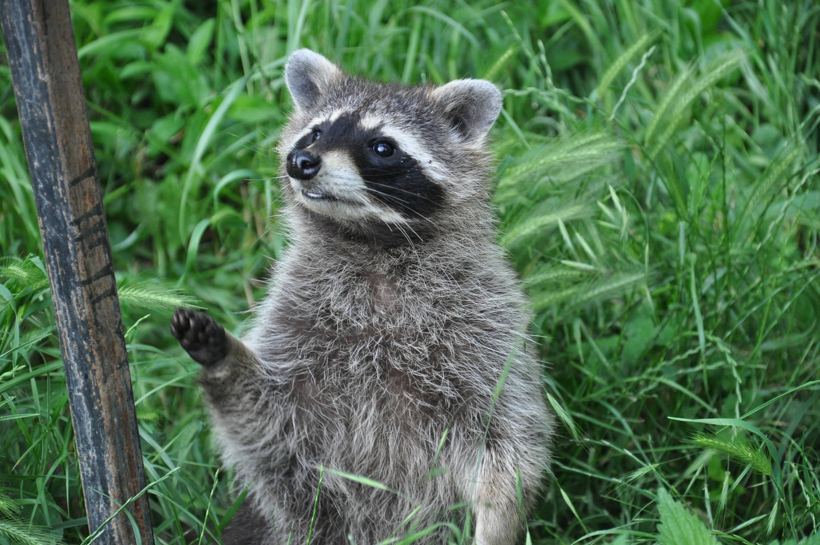 Raccoon/ Procyon lotor