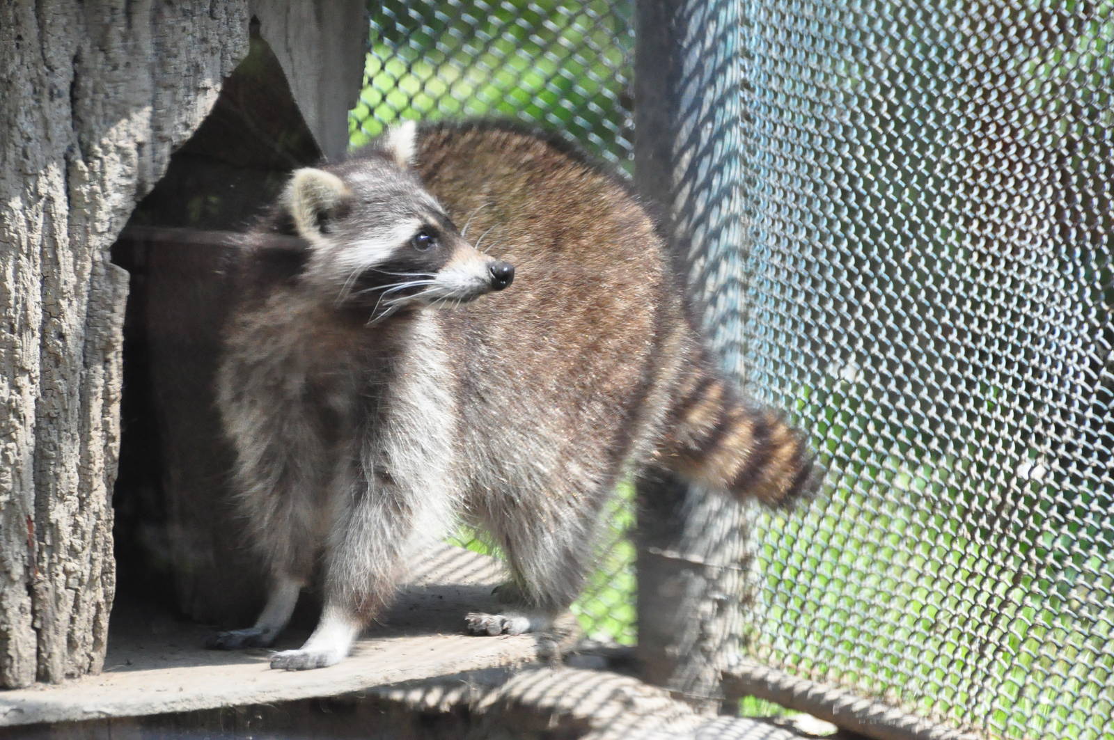 Raccoon/ Procyon lotor