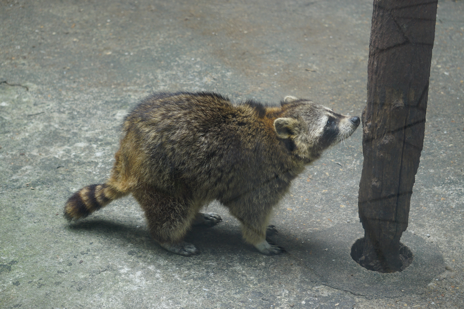Raccoon (Procyon lotor)