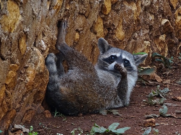 Raccoon (Procyon lotor)