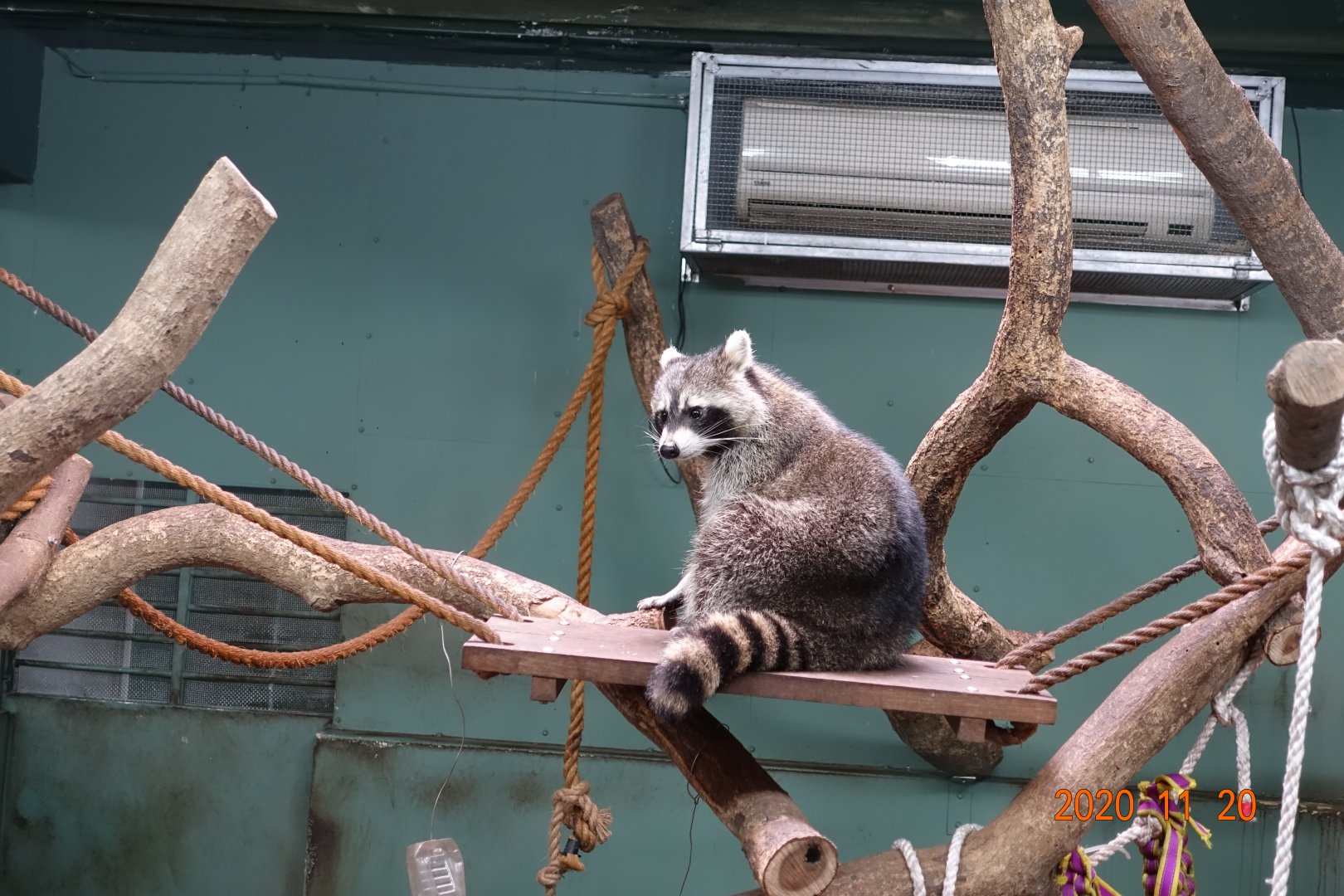 Raccoon (Procyon lotor)