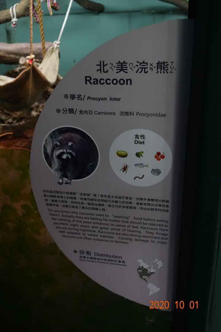 Raccoon (Procyon lotor)